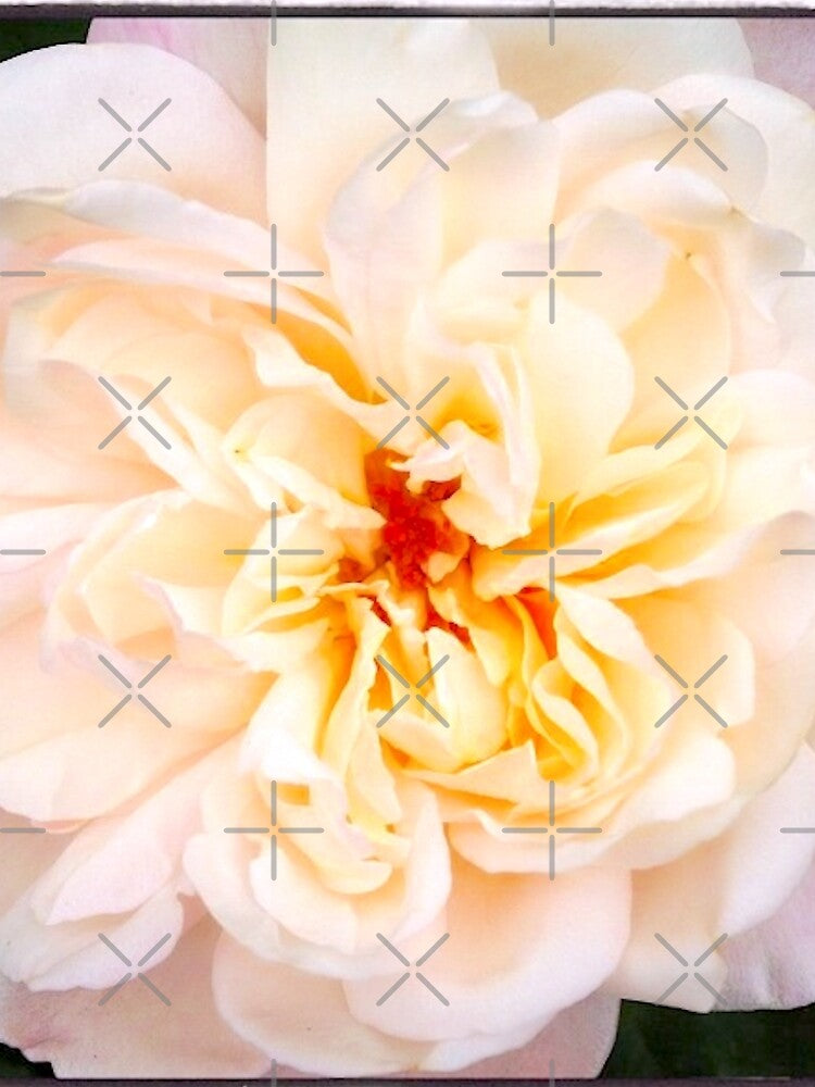 Soft Flower by BlakeyCakes
