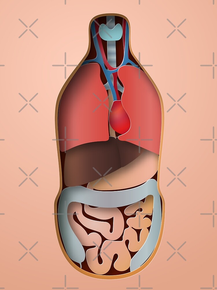 Human body anatomy by TpuPyku