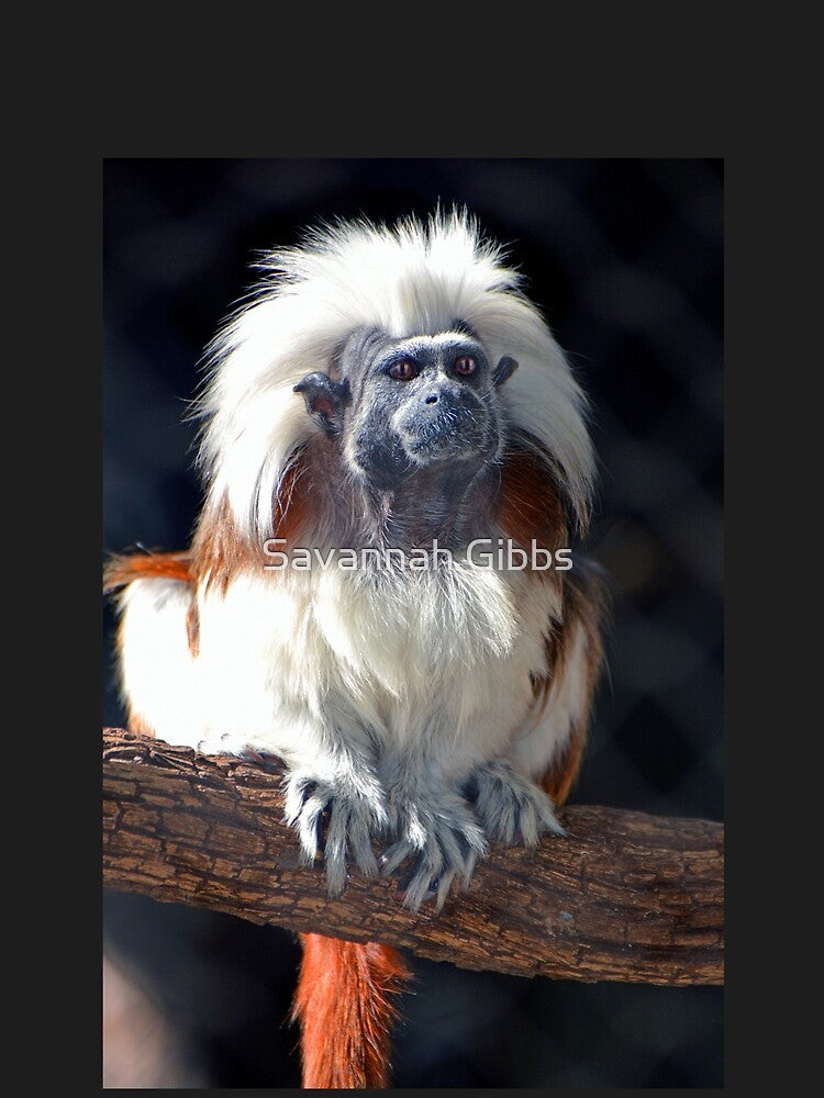 Cotton-Top Tamarin on a Branch by Savannah Gibbs