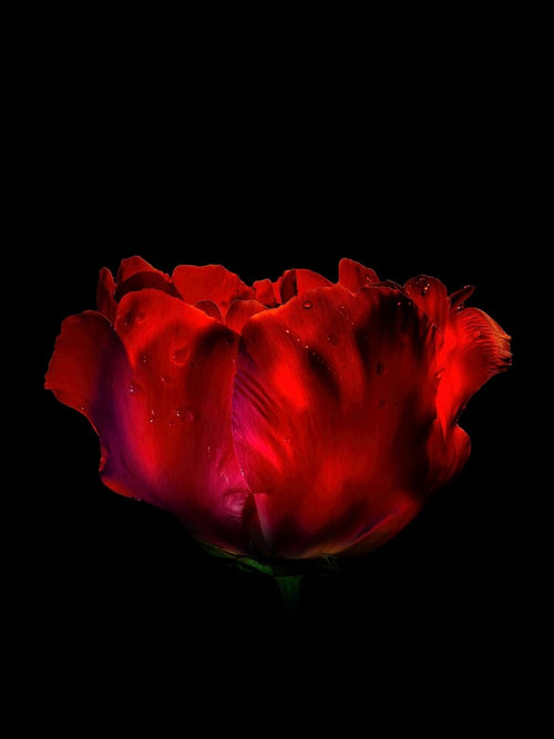 Aesthetic Rose by DreamPrintPro
