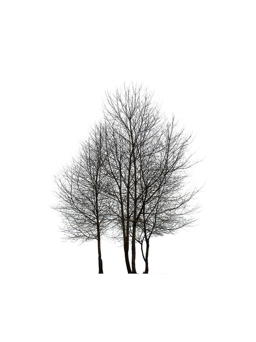 Abstract Fall Wild Tree, Minimalist Design by Crafty-Deeja