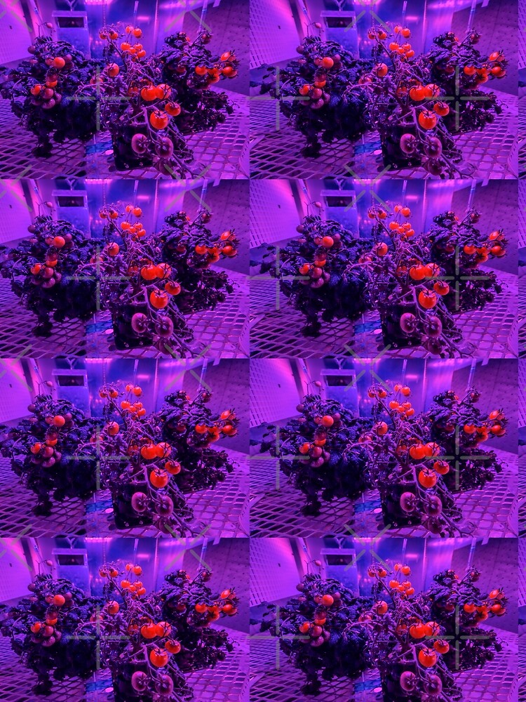 TOMATO IN SPACE by THE GOOD FIND