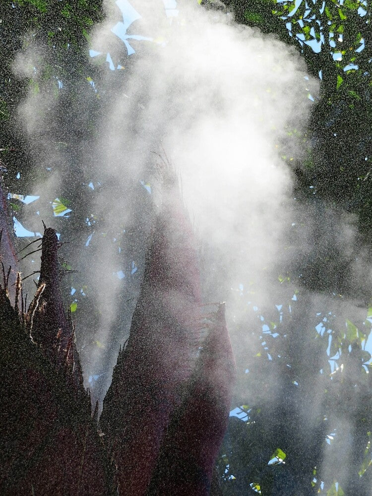 Pod Mist by ShutterbugBttns