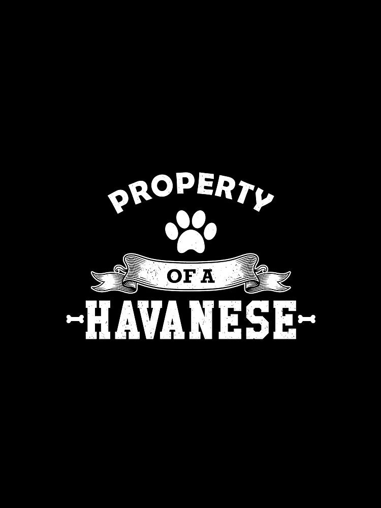 Havanese Dog - Property of a havanese by GiaoCalonas