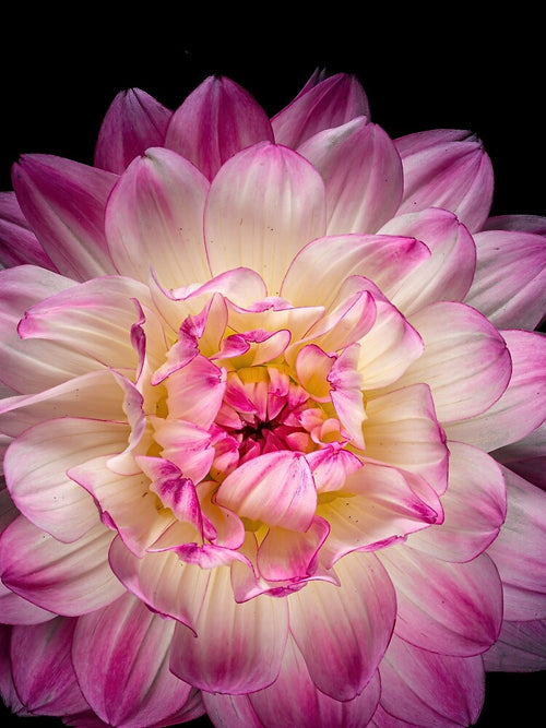 Aesthetic Flower 2 by DreamPrintPro