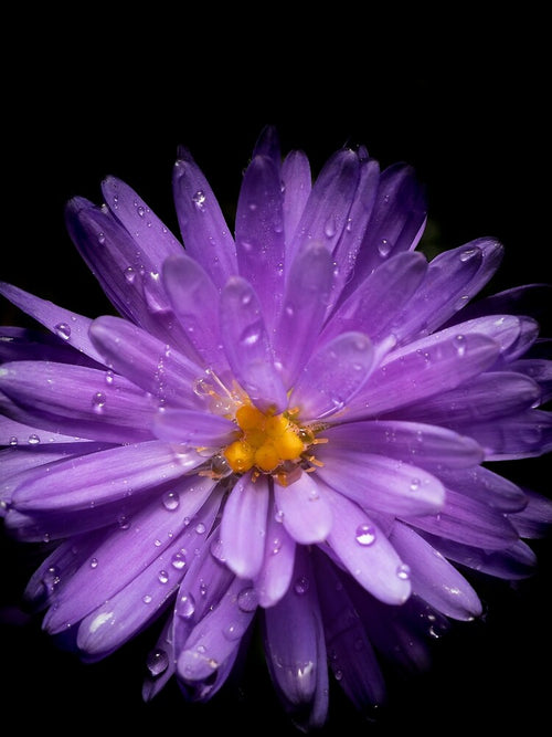 Aesthetic Flower 6 by DreamPrintPro