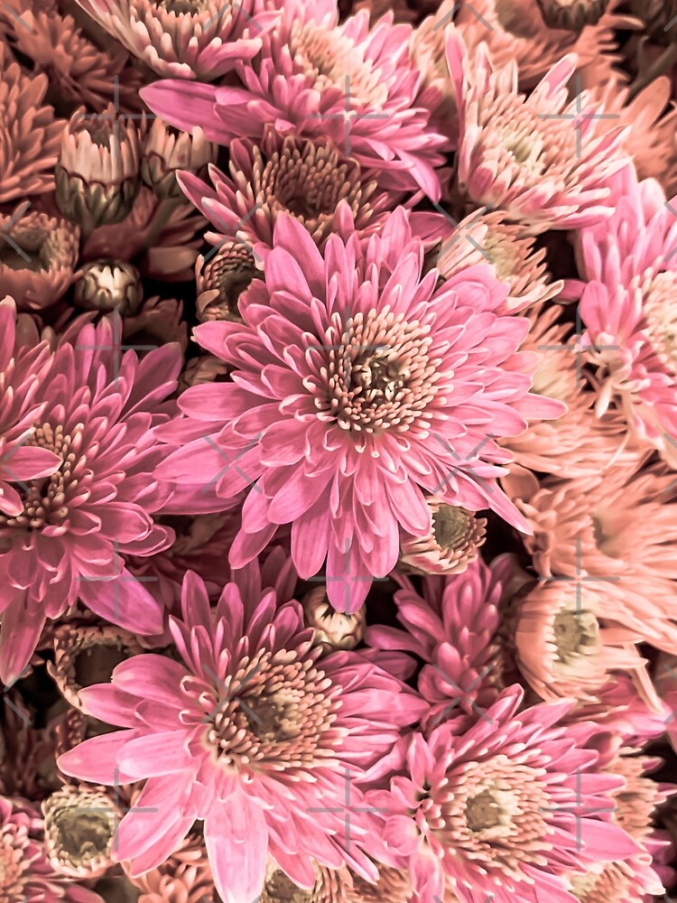 Soft Pink Blossoms Flowers by eleonoraingrid