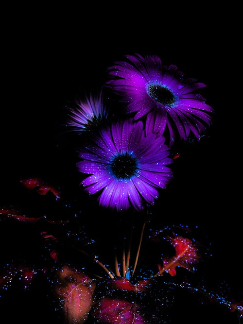 Aesthetic Flower 7 by DreamPrintPro