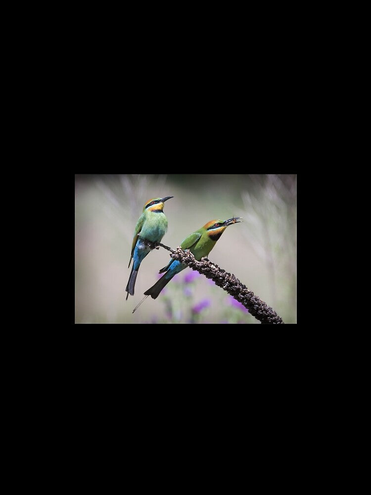 Pair of rainbow bee-eaters. Premium . by vieunmbelski