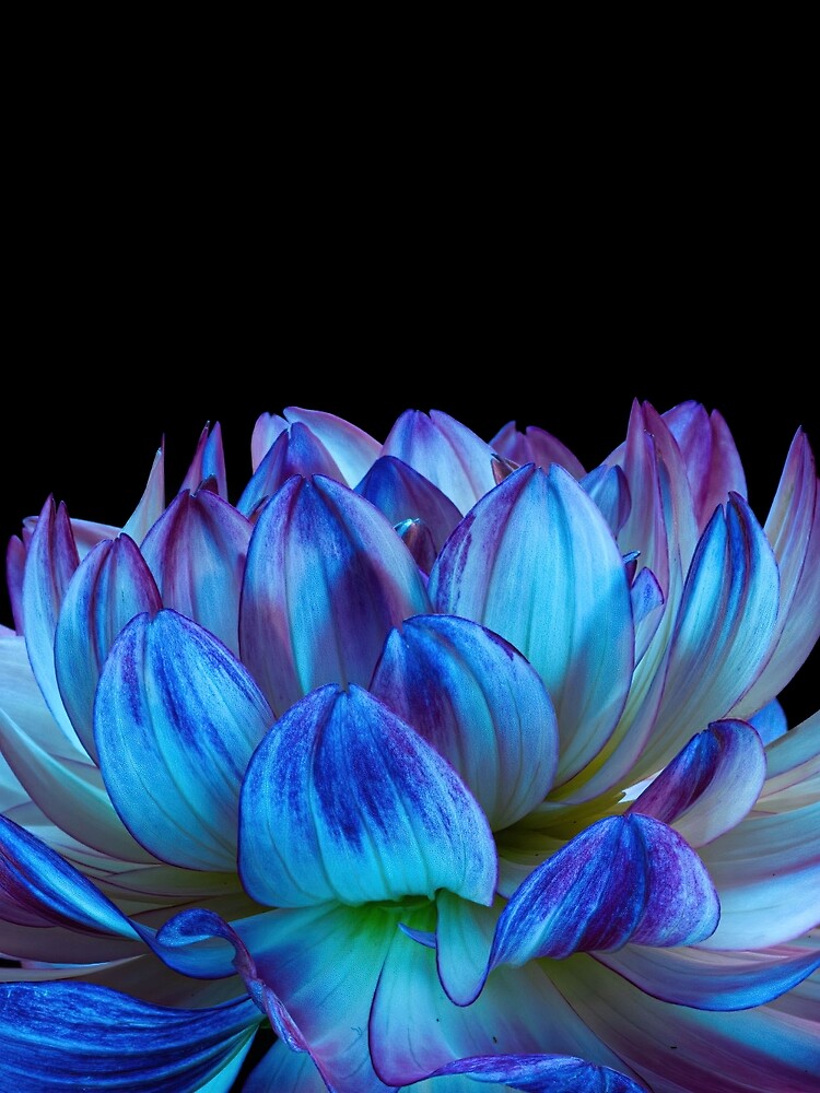 Aesthetic Flower 4 by DreamPrintPro