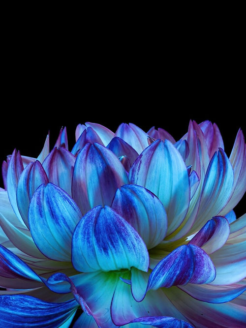 Aesthetic Flower 4 by DreamPrintPro