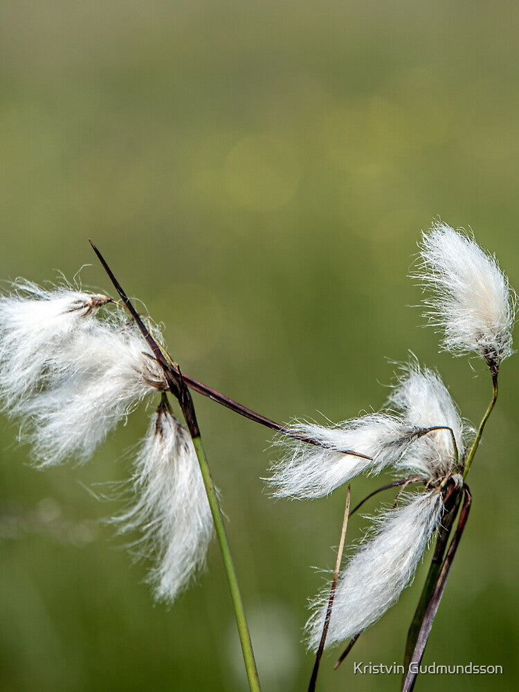 Delicate Cotton Grass in Summer Breeze by Kristvin Gudmundsson