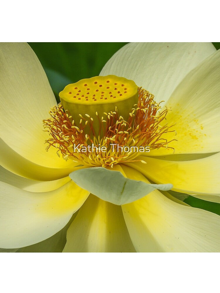 Yellow Lotus Flower display by Kathie Thomas