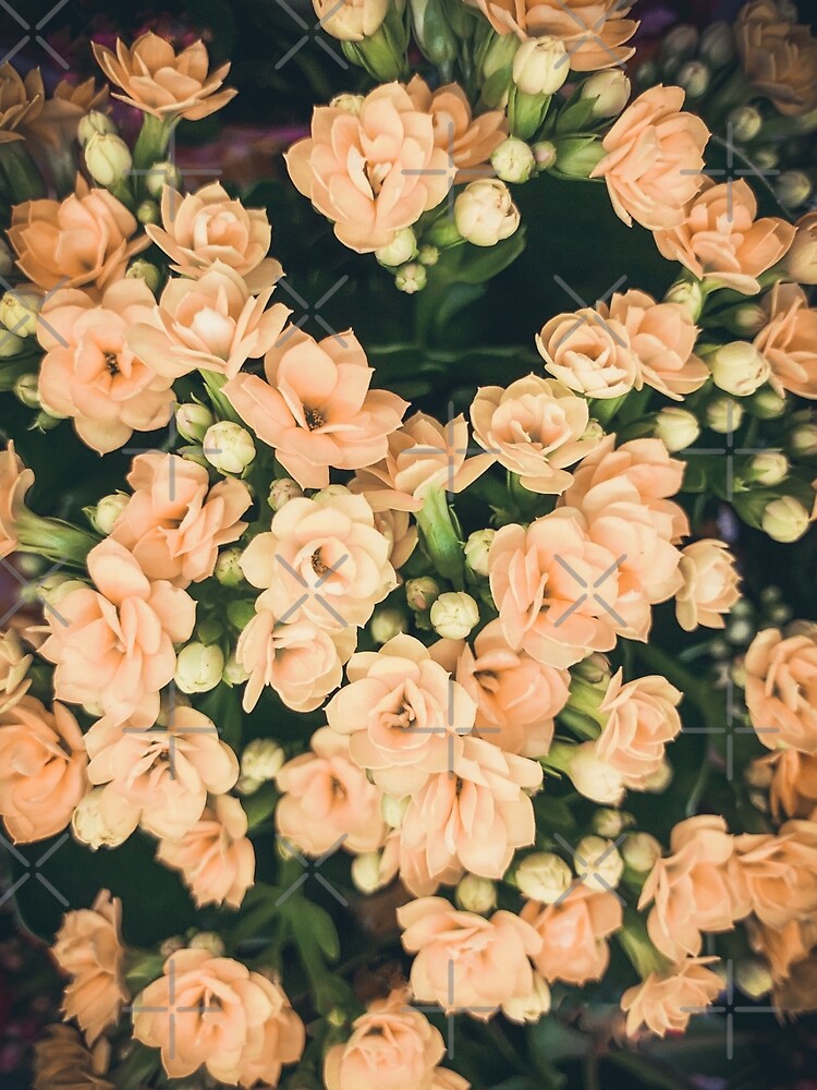 Soft Pink Flowers Spring Garden Blossoms by eleonoraingrid