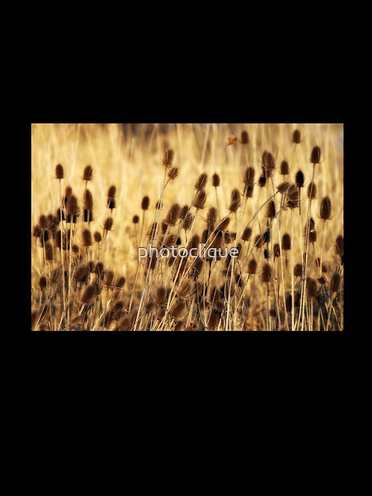 Golden Teasel by photoclique