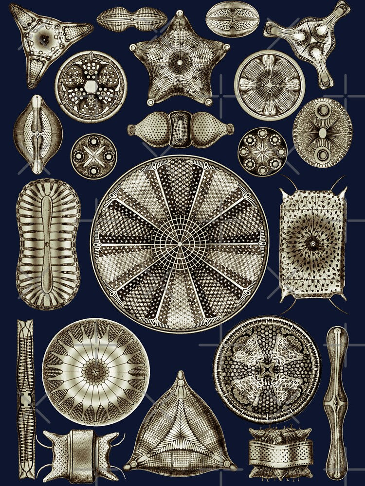 Ernst Haeckel Diatoms Vintage Brown by aimeewilson