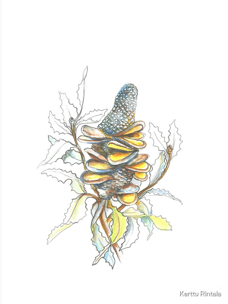 Australian banksia pod by Kerttu Rintala