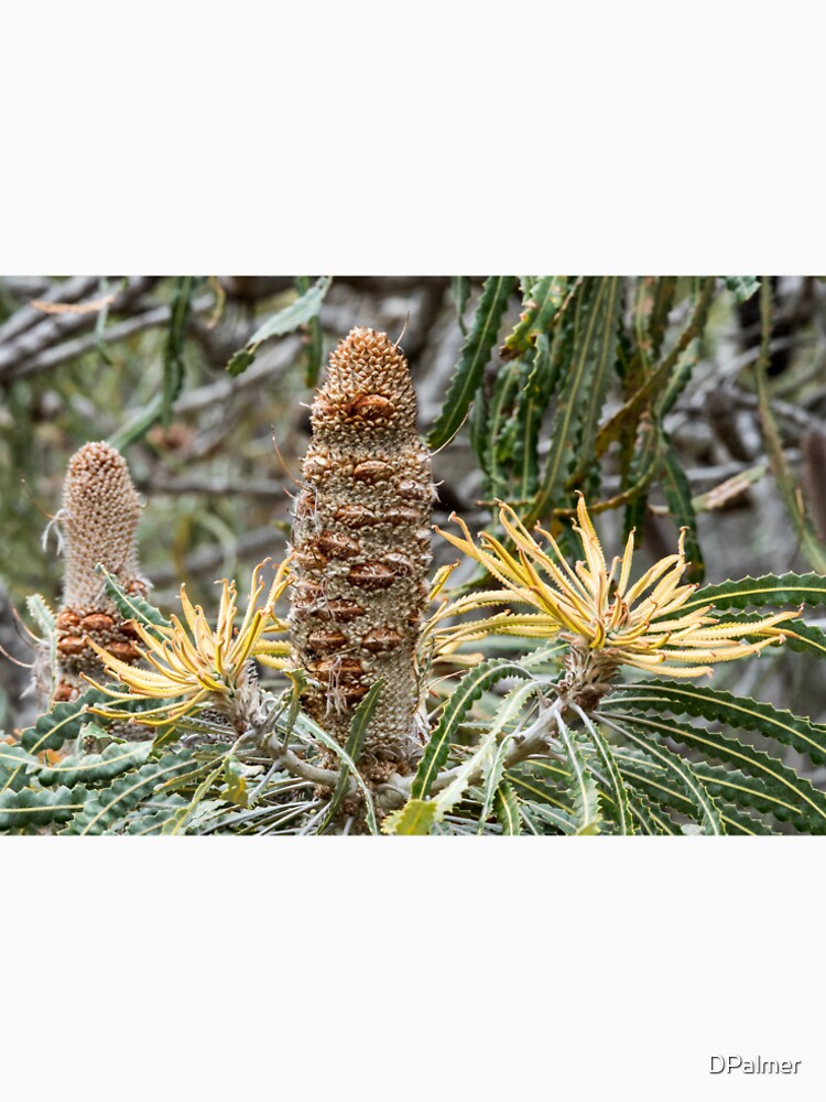 Banksia Seed Pod by DPalmer