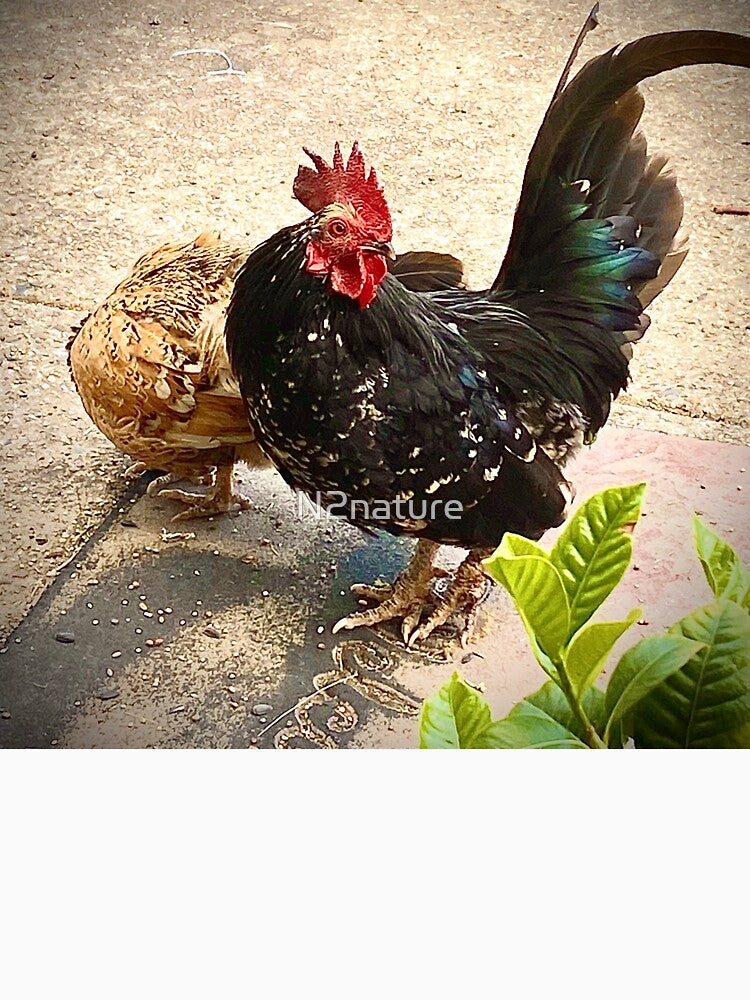 Handsome Rooster by N2nature