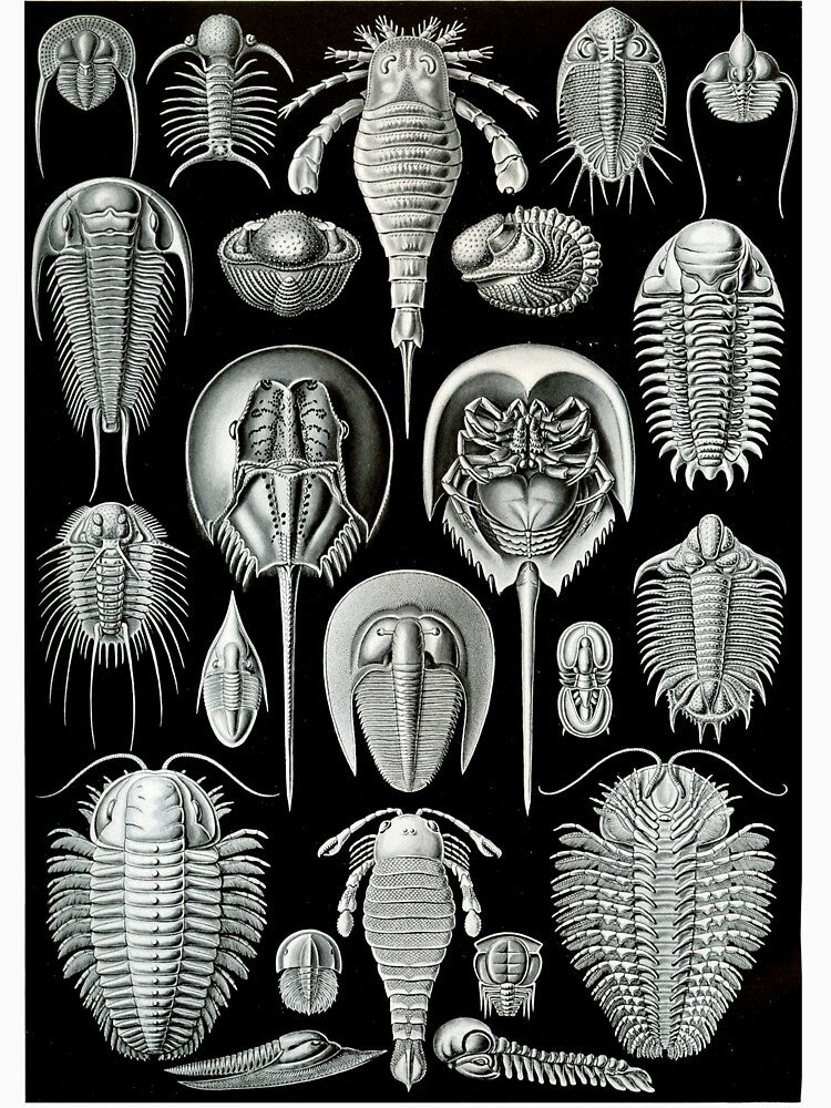 Haeckel Trilobite by neonxiomai