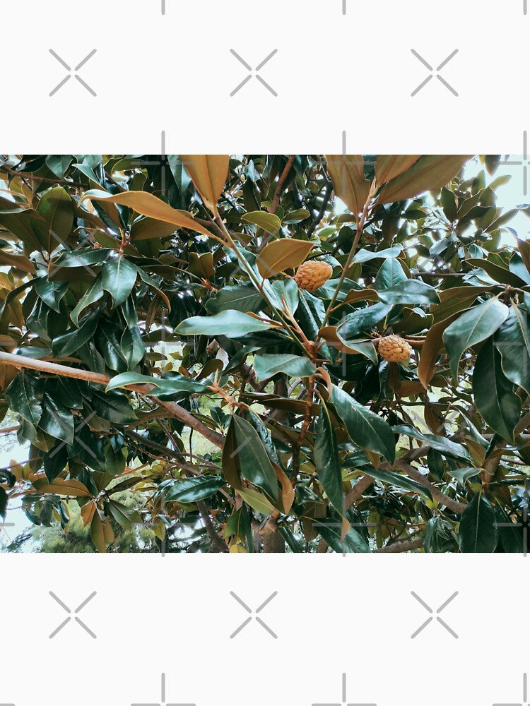 Magnolia Seed Pods on Tree by branaghbel
