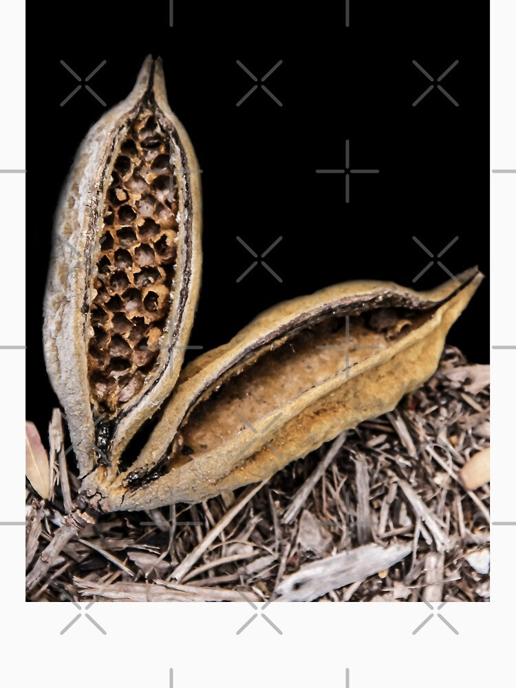 Seed Pod by heatherfriedman