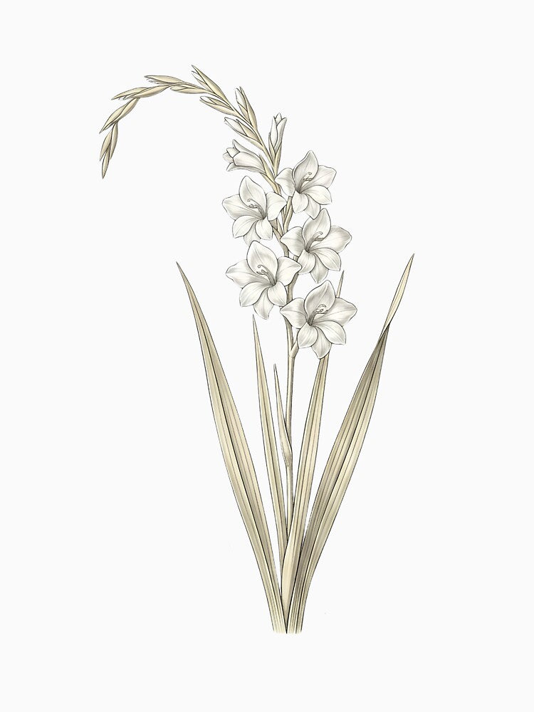 Vintage White Gladiolus - Elegant Botanical Sword Lily Art Png by Atlasoloji