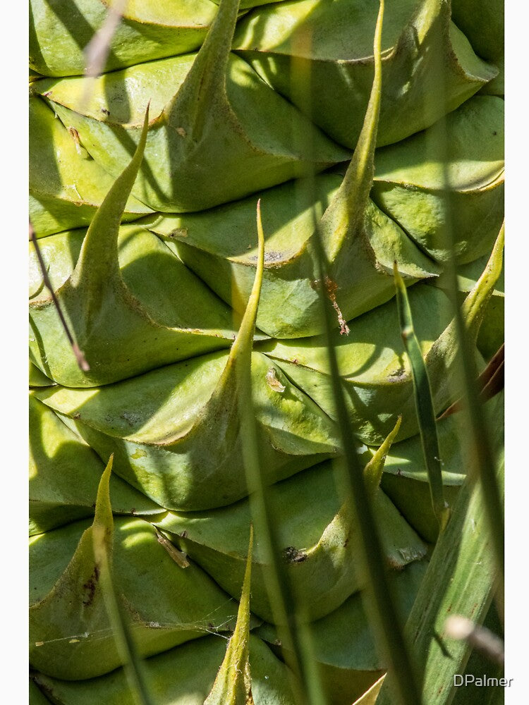 Macrozamia fraseri-  Cycad Seed Pod - Female by DPalmer