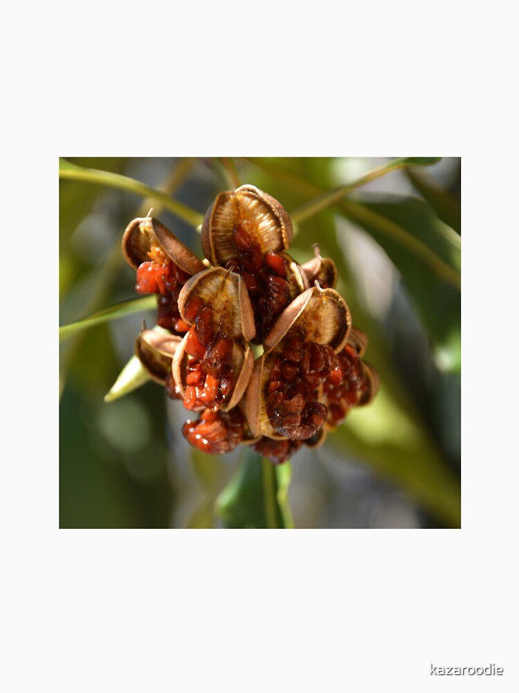 OPEN SEED POD by kazaroodie