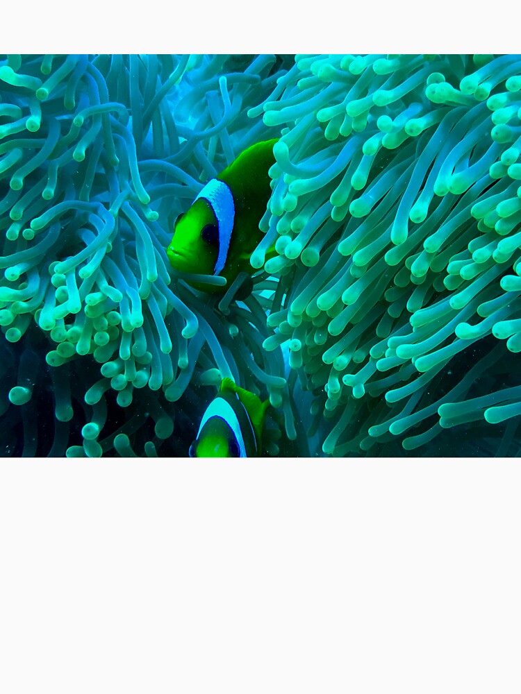 Nemo Fish by likbatonboot