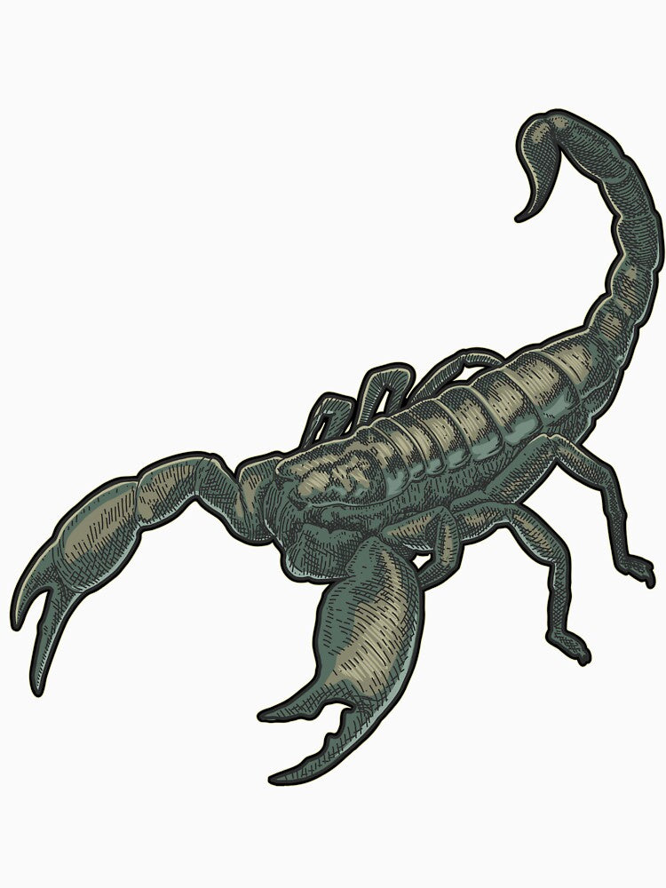 Hand Drawn Scorpion Art by JTS STORE