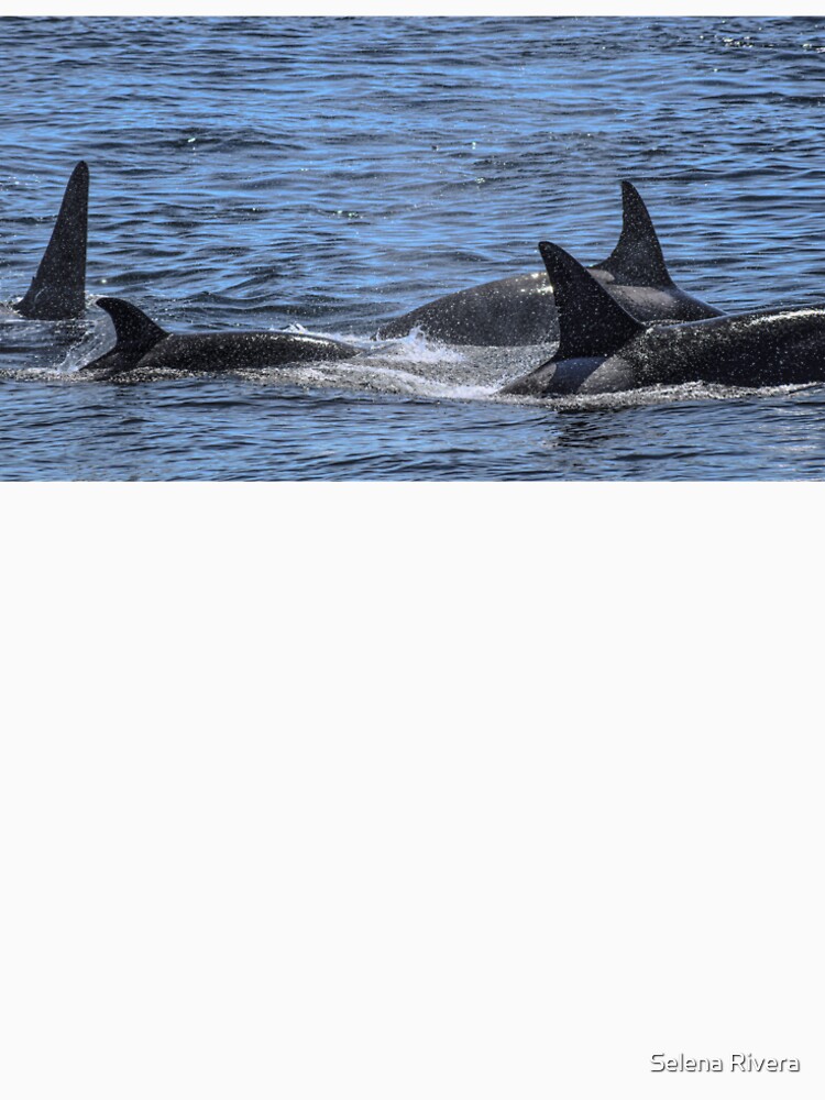Orca Pod by Selena Rivera