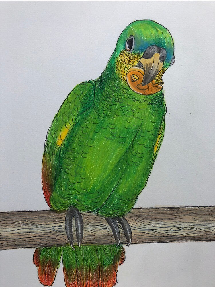 Orange Winged Amazon by SmolArtDork