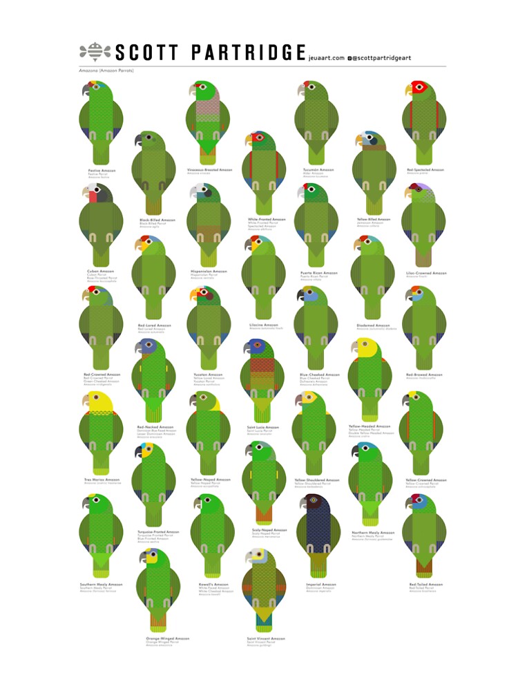 Amazon Parrots by Scott Partridge