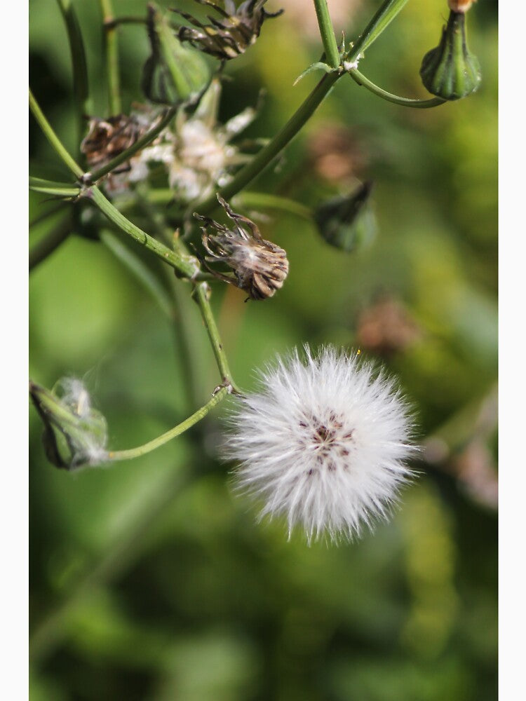 Macro Dandelion Seed Head Puff On Green Stem With Soft Bokeh Background by Nmallia