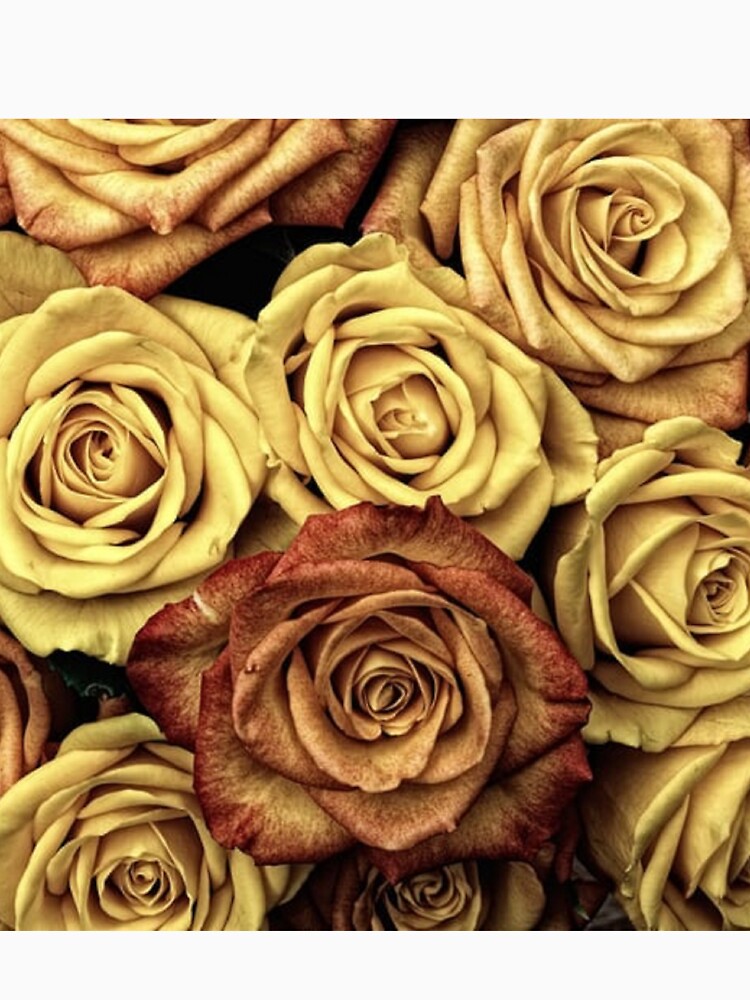 Royal Gold Shade bunchy roses is on high demand by ThamaraiSelvi