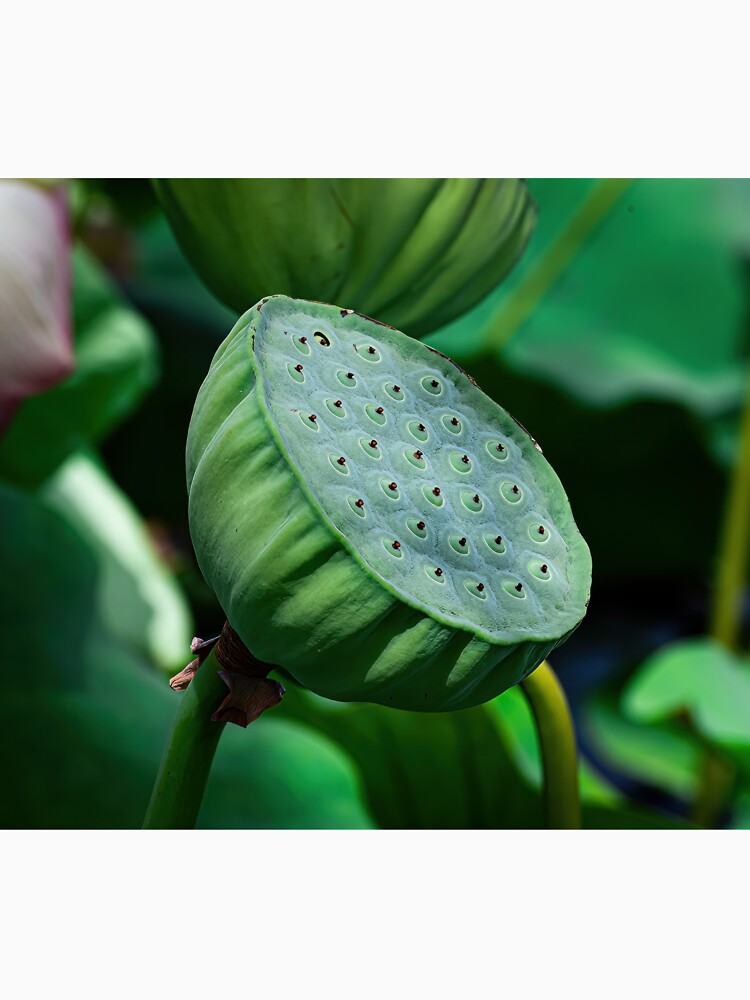 Lotus pod by PVphotography