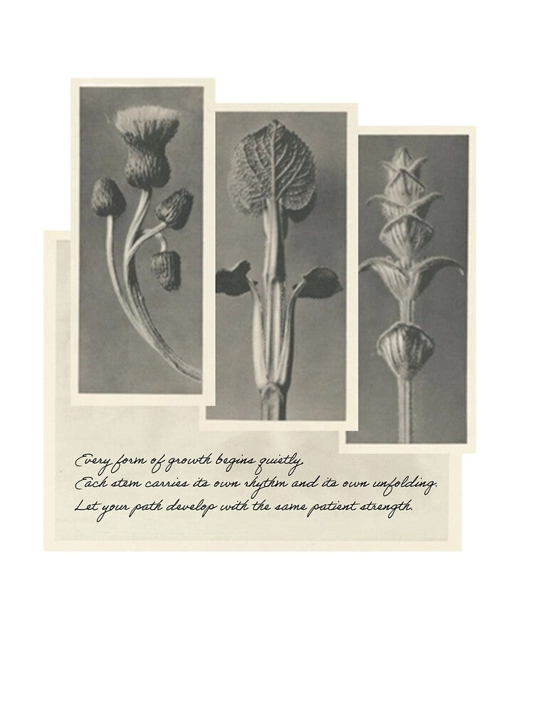 Quiet Forms of Growth – Botanical Triptych Illustration by sorryNOTsorry.brand