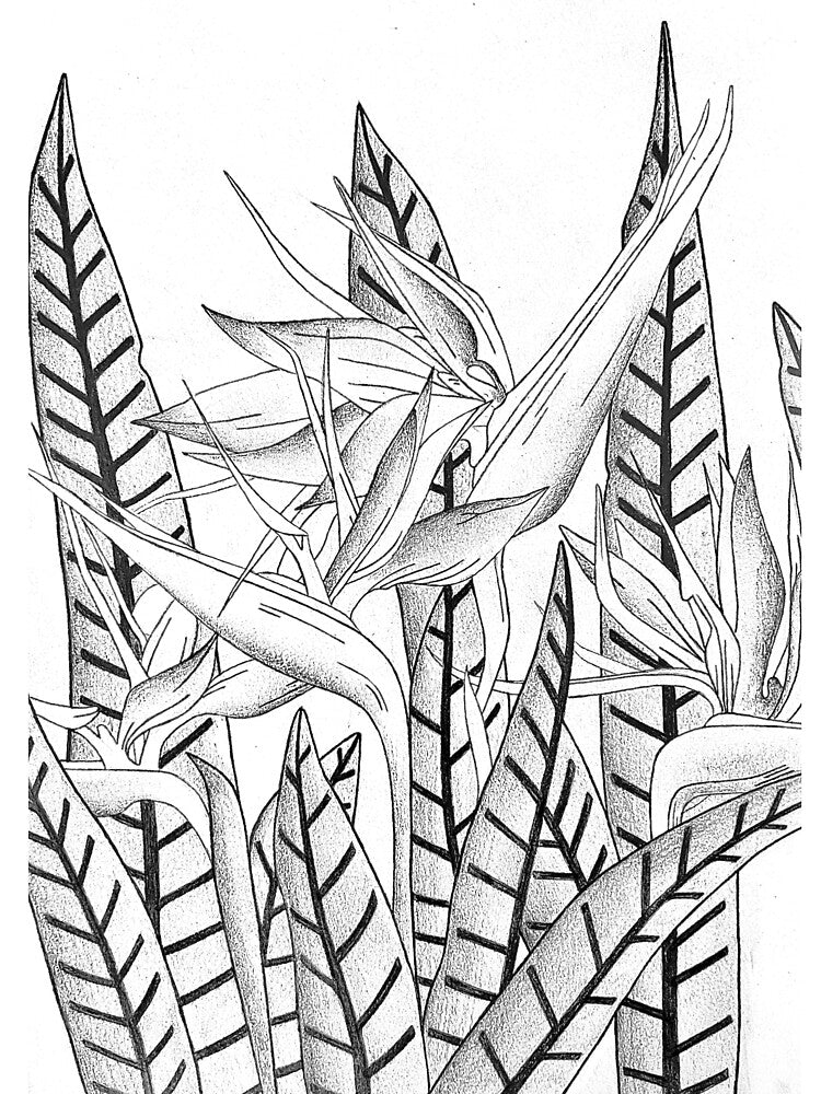 Bird of Paradise  Botanical Line Art by GTeoArt