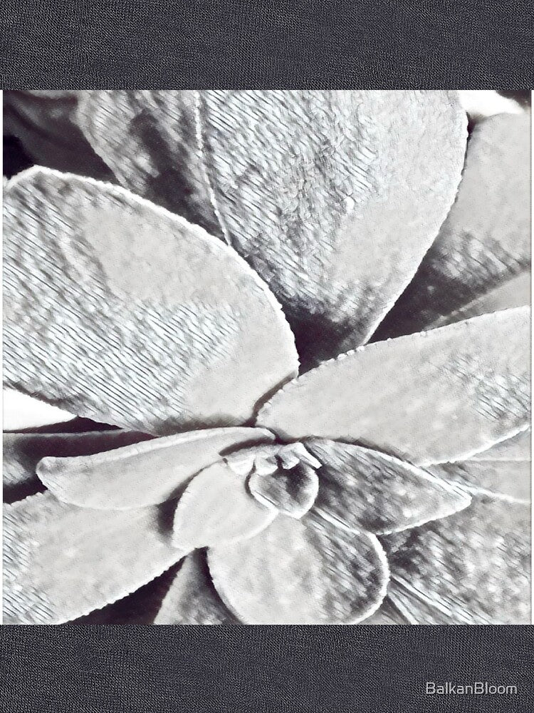 Minimalist Black and White Succulent Sketch Nature Graphic by BalkanBloom